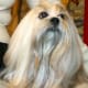 Lhasa apso make good watchdogs even when resting on a lap.