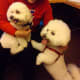 Bichons are one of the most affectionate dog breeds.