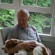 The Brittany is an affectionate dog.
