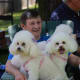 Bichon frisé are happy to sit on a lap.