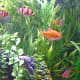 how-to-start-a-fresh-water-aquarium