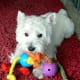 Some Westies try to use props to look really cute.