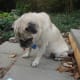 Pugs are cute but not among the top ten most intelligent dog breeds!
