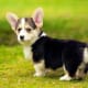 Is it the ears? The tiny tail? The stumpy legs? Corgis are the cutest!