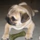 Most Pugs try to look cute, but can't be asked to stop eating for the picture.