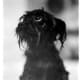 Wet monkey? The Affenpinscher's curious nature takes cuteness to the max.