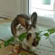 Try giving your rabbit long pea vines to play with and eat. They will toss them around!