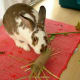 Make a toy with a toilet paper tube stuffed with hay. It will keep your bunny busy and entertained.