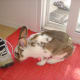 Some bunnies don't like traditional toys. Try putting your shoes onto his "spot" and watch as he nudges them away.