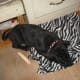 dog-collars-pros-and-cons-of-different-types