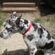 A new nylon collar. See the difference in the colors?