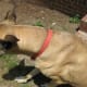 Nylon dog collars tend to fade over time.