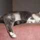 Sleeping is what he does best. Here he's waiting for someone to walk past him to lead them to the bathtub faucet.