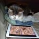 Here he is catching up on YouTube videos before bedtime.