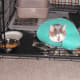We switched to a soft cone that didn't interfere with eating so he could wear it all the time.