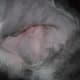 A close-up of Spur's incision after his first surgery.