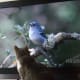 With high definition television, he now has an appreciation for the Nature Channel.