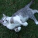 Can't get enough of the grass—he sure loves rolling around on the lawn.