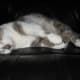 Spur's favorite pastime . . . sleeping.