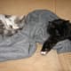 A rare shot of Spur and Twinkle together (they're not best friends).