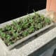Oatgrass can be grown from seeds into a small pot and be given as a treat
