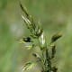 Grass seeds make a natural and tasty treat when there is nothing else around.