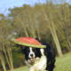selecting-and-training-a-border-collie-puppy
