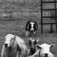 selecting-and-training-a-border-collie-puppy