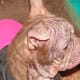 Notice how the fur is starting to grow back in thin patches and all the crusty skin and open sores are gone.