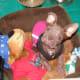 That same Boston Terrier puppy after several weeks of treatment.
