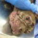 A Boston Terrier puppy with generalized demodectic mange.
