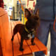 The same Boston Terrier nearly finished with treatment.