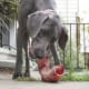 Dogs enjoy trachea since it is almost pure cartilage.