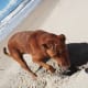 Catching crab does provide some glucosamine, plus it is great for the coat.