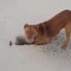 Crab and other shellfish are high in glucosamine, but are not always available or easy for a dog to catch.