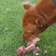 Trachea is often sold with esophagus and other structures, so although the glucosamine levels will be lower, the dog will not mind.