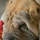 Adult Shar Peis do not have this many wrinkles.