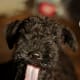 Kerry Blue Terrier owners report that their dogs have a sense of humor.