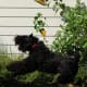 medium-dog-for-protection