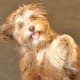 Havanese dogs are especially playful and easy to obedience train. For this reason, they have a long history of being circus dogs.
