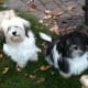 Havanese dogs come in a wide variety of colours with fur ranging from long and shaggy to short and curly.