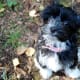 Havanese puppies typically grow up 11 inches in height with an average weight between 7–13 pounds.