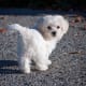 If you mind your Maltese sleeping on your furniture when you are gone, it may be best to choose another dog.