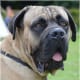 The Bullmastiff, despite its size, is surprisingly low energy.