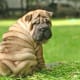 Shar Peis like to rest after playing.