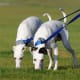 When they are awake and outside, Whippets need a chance to run.