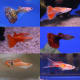 Fancy Guppies