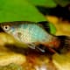 Southern Rainbow Platy