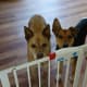 Paco and Boise behind the Carlson 0930PW Extra-Wide Walk-Thru Gate with Pet Door. I would NOT recommend this product.