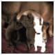 Here is a cute litter only days old and already long!